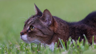 Cat grass tiltshift shallowfocus bird - a cat free wallpaper