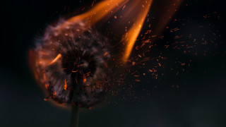 Dandelion fire explosions macro embers - autodestructive art free wallpaper