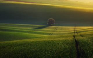 Lone tree green field sunset 4 - landscape free wallpaper