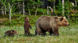 Mother bear cubs field flowers 2 - a few white flower free wallpaper for desktop