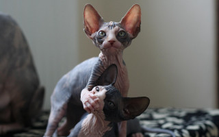 Cat holding kitten bed blackwhite - back free wallpaper