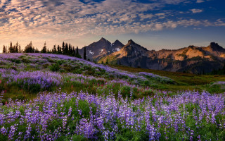 Wildflowers mountains sunset cloudy sky - free summer wallpaper for desktop