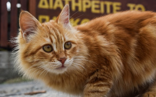 Cat looking camera eye blurry - neoism free wallpaper for desktop