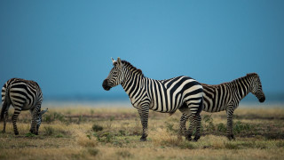 Zebras field blue sky grass - wildlife photography free wallpaper for desktop