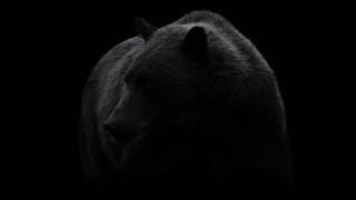 Black bear turned head dark - a black bear free wallpaper