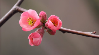 Flower bud branch macro naturalism - boetius adamsz bolswert free wallpaper for desktop