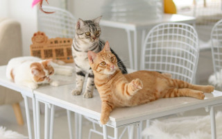 Cats glamor renaissance 3d blurry - free cats wallpaper