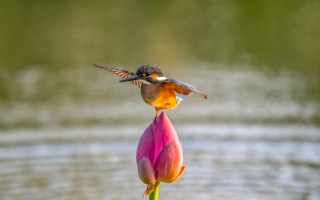 Bird flower water macro award - the waters edge free wallpaper for desktop