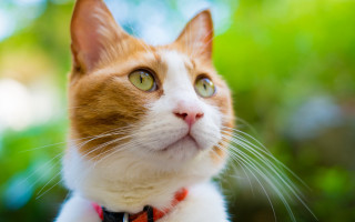 Cat collar looking up trees - a collar free wallpaper