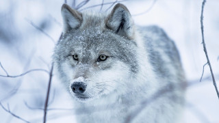 Wolf snowy woods bare tree - a blurry background of branches free wallpaper