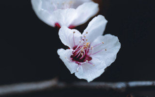 White flower red center macro 2 - two white flower free wallpaper