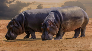 Hippos field cloudy sky digital - anne nasmyth free wallpaper for desktop
