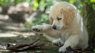 Puppy playing stick woods tree - a stick free wallpaper