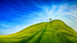 Tree hill green field blue 2 - a green field free wallpaper for desktop