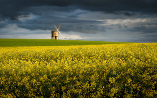 Windmill hill yellowflowers dusk sunset - a windmill free wallpaper for desktop