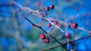 Branch berries blue background bokeh - claire dalby free wallpaper for desktop