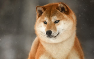 Sad dog snow aurora starry - brian snøddy free wallpaper for desktop