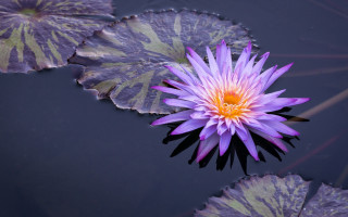 Purple flower pond water lilies 2 - blanche hoschedé monet free wallpaper