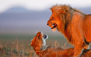 Lion dog field wildlife naturalism - wildlife photography free wallpaper for desktop