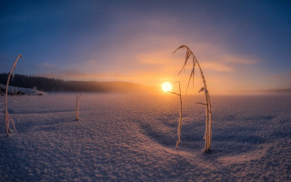 Sunset snowy field tall grass - godray free wallpaper