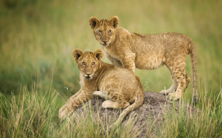 Young lions rock grassy field - free cats wallpaper
