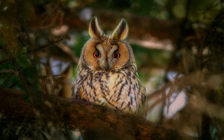 Owl closeup bird woodland photorealistic - animal free wallpaper for desktop
