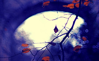 Tree branch fullmoon cave gothic - a tree branch in the foreground free wallpaper