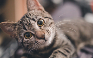 Black cat bed pillow blanket - top of a bed next free wallpaper