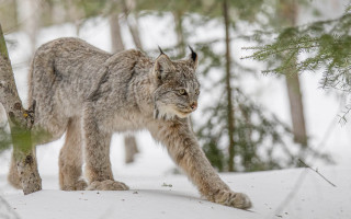 Lynx snow forest sharp claws - a lynx free wallpaper