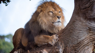 Lion tree branch paws serious - the tree trunk free wallpaper