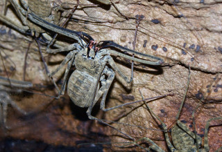 Spider rock insects person closeup - a close up of a spider free wallpaper