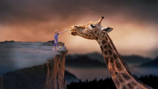Giraffe cliff person bird sunset - a giraffe free wallpaper