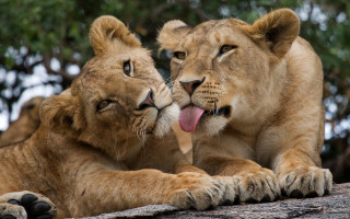 Lions rock licking tongue out - two lion free wallpaper