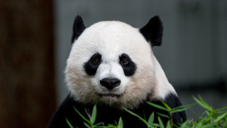 Panda sitting tree sad look - emperor huizong of song free wallpaper
