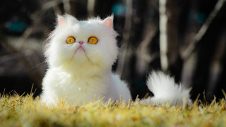 White cat yellow eyes grass 2 - the background and grass free wallpaper