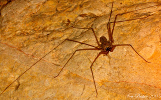 Spider sitting rock sun nature - a black outline free wallpaper