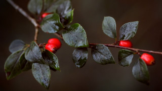 Branch berries leaves water dark - a few drop of water free wallpaper