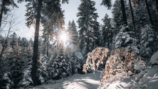 Skiing snowy forest sunset anamorphic - caspar wolf free wallpaper