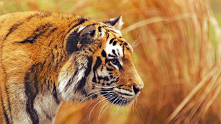 Tiger tallgrass closedeyes davidimms wildlife - his eye free wallpaper