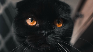 Black cat orange eyes serious - duccio free wallpaper