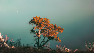Tree orange leaves hill blue - dramatic light free wallpaper