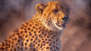 Cheetah red eye staring wild - a red eye free wallpaper for desktop