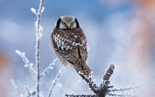 Small owl snowy forest branch - a small owl free wallpaper