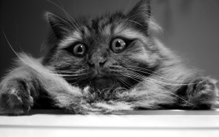 Surprised cat paws table big - expressionism free wallpaper