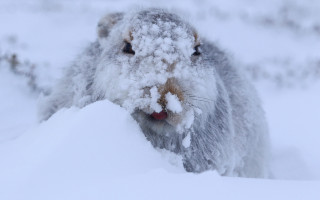 Snow covered animal head mountain - brian snøddy free wallpaper for desktop