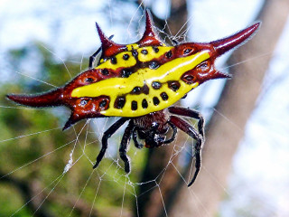 Yellow red spider markings back - a spider free wallpaper