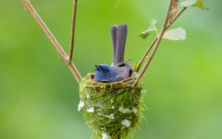 Bird nest moss whiteflowers macro - moss free wallpaper
