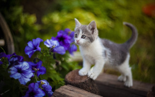 Kitten wood flower bike blurry - blue flower free wallpaper for desktop