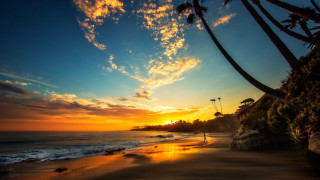Sunset beach palm trees person - the beach in the distance free wallpaper