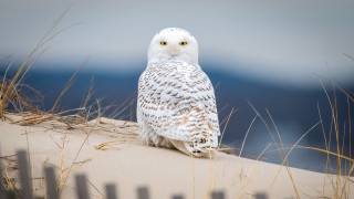 White owl dune fence ocean - a white owl free wallpaper